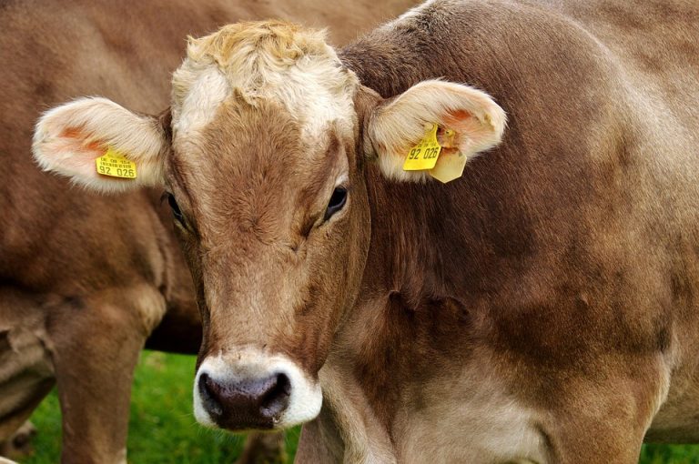 Brown cow with ear tags stands in a grassy field.