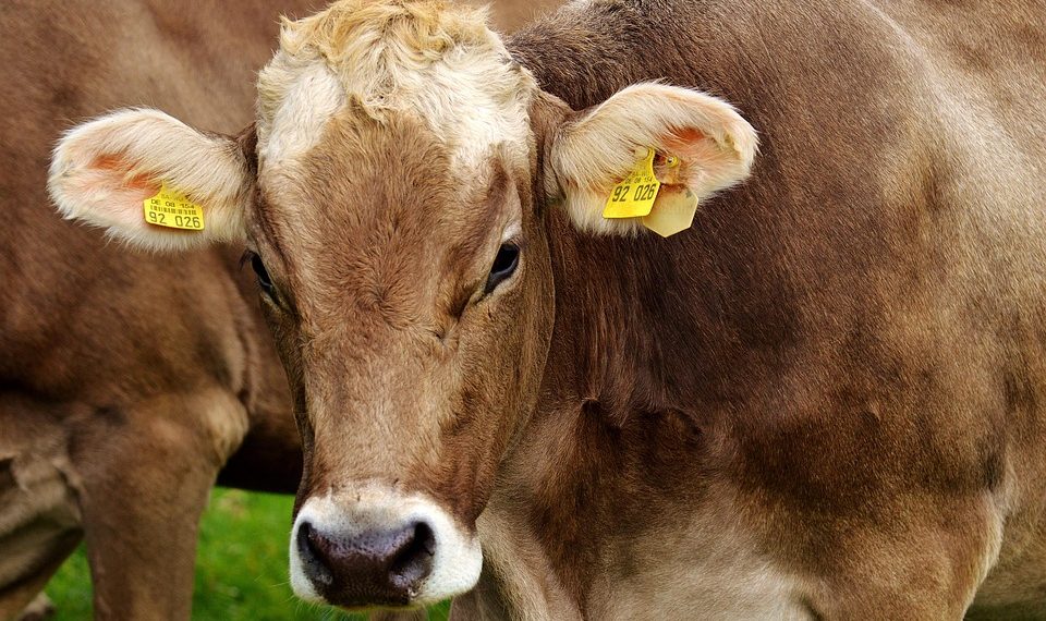 Brown cow with ear tags stands in a grassy field.