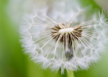 7 Essential Tips in Your Seed Cycling Guide