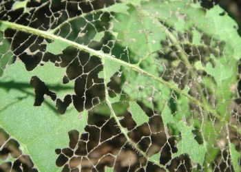 7 Essentials of a Leaky Gut Diet Plan for Healing