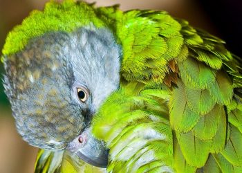 Parrot preening vibrant green feathers.