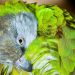 Parrot preening vibrant green feathers.