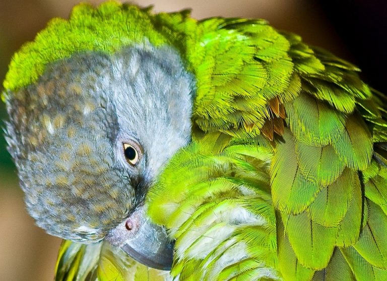 Parrot preening vibrant green feathers.
