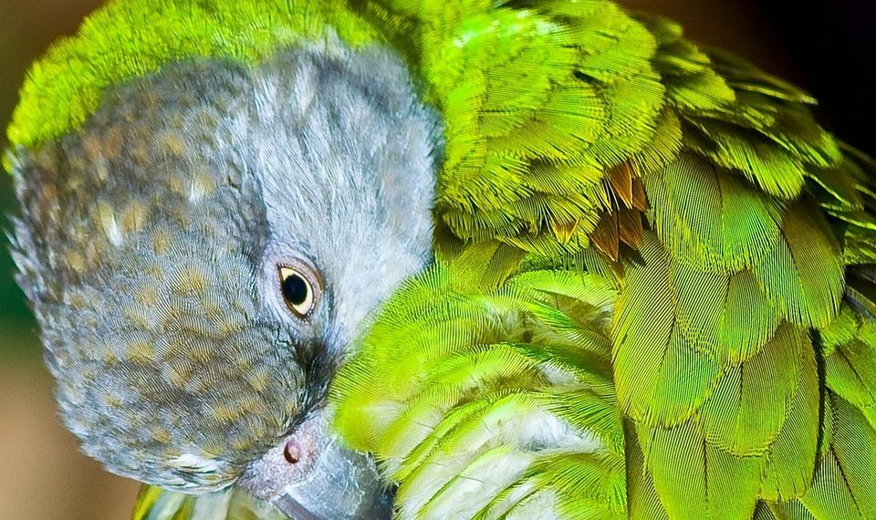 Parrot preening vibrant green feathers.