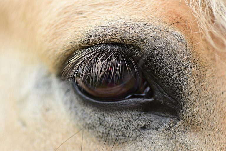 Close-up of a horse's eye, showcasing detailed eyelashes.