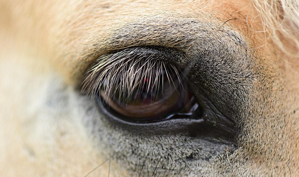 Close-up of a horse's eye, showcasing detailed eyelashes.