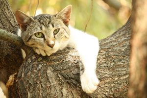 Lazy cat resting on a tree branch in the sun.