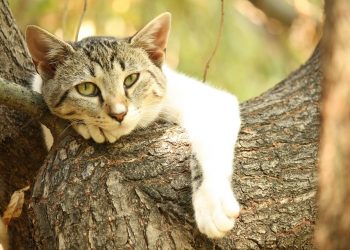 Lazy cat resting on a tree branch in the sun.