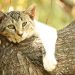 Lazy cat resting on a tree branch in the sun.