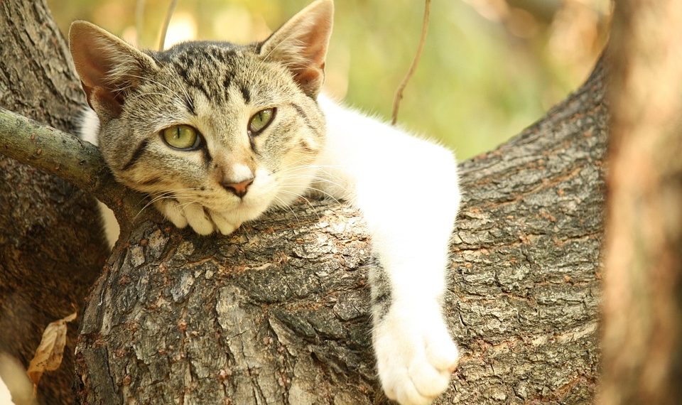 Lazy cat resting on a tree branch in the sun.