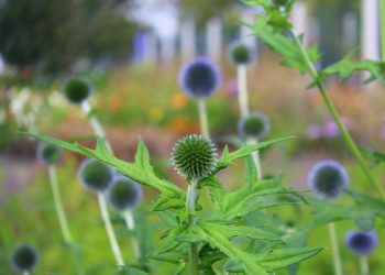 7 Reasons to Choose Milk Thistle for Liver Detox Today