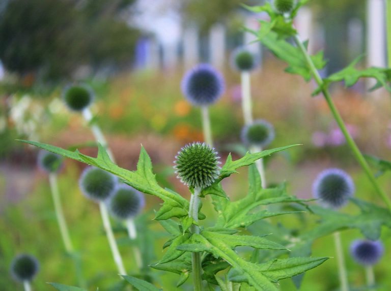 7 Reasons to Choose Milk Thistle for Liver Detox Today