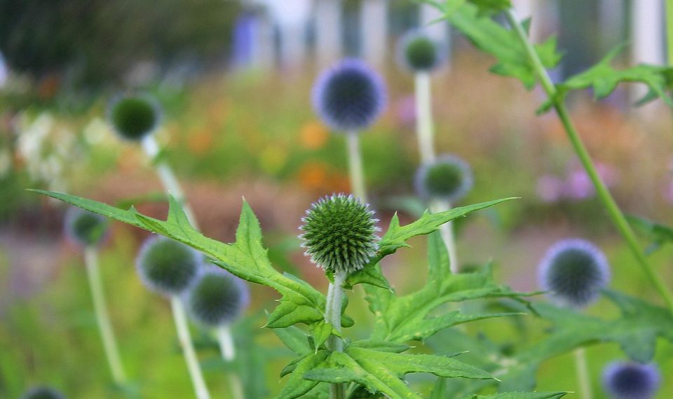 7 Reasons to Choose Milk Thistle for Liver Detox Today