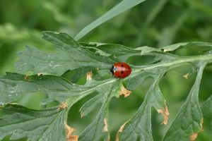 7 Secrets of Natural Appetite Control You Need to Know