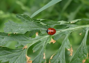 7 Secrets of Natural Appetite Control You Need to Know