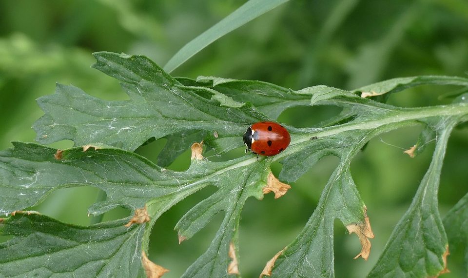 7 Secrets of Natural Appetite Control You Need to Know