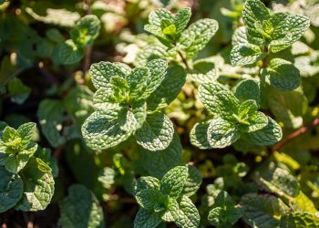 7 Secrets of Plant-Based Healing You Must Know Today