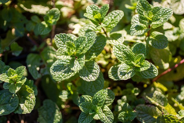 7 Secrets of Plant-Based Healing You Must Know Today