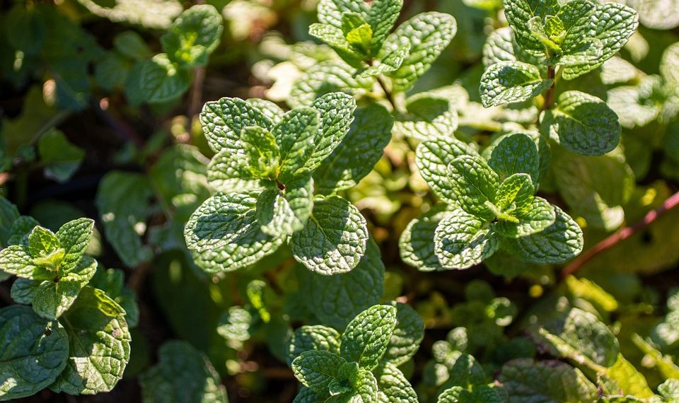 7 Secrets of Plant-Based Healing You Must Know Today