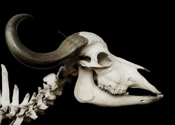 7 Secrets to Boost Your Bone Health Today!