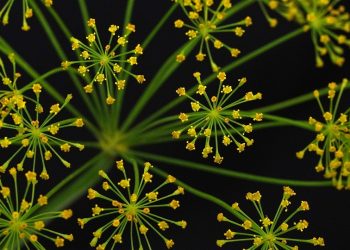 Yellow dill flowers with delicate petals against a dark background.
