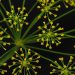 Yellow dill flowers with delicate petals against a dark background.
