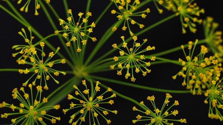 Yellow dill flowers with delicate petals against a dark background.
