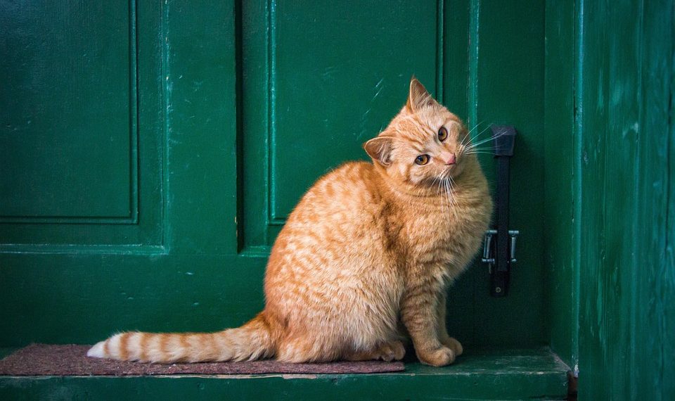 7 Surprising Benefits of Ginger for Gut Health You Need!