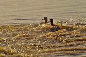 Two ducks swimming through rippling water.