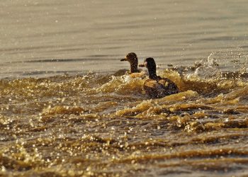 Two ducks swimming through rippling water.