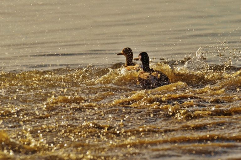 Two ducks swimming through rippling water.