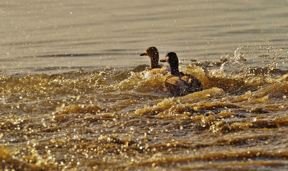 Two ducks swimming through rippling water.