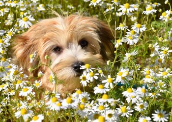 7 Ways Chamomile Boosts Deep Sleep Naturally