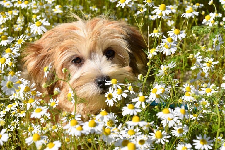 7 Ways Chamomile Boosts Deep Sleep Naturally