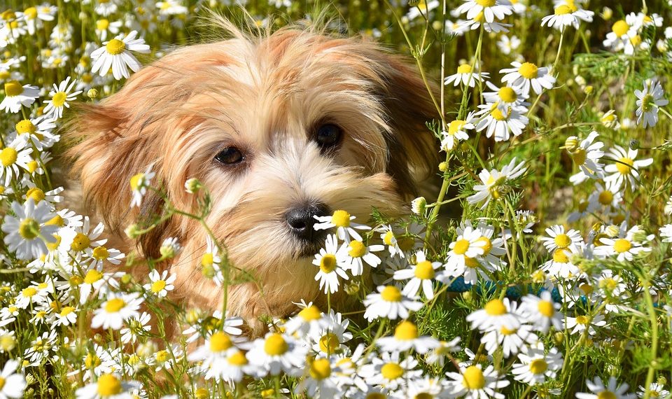 7 Ways Chamomile Boosts Deep Sleep Naturally