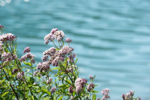 7 Ways Valerian Calms Nerves for Peaceful Living