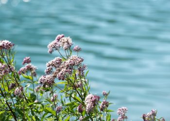 7 Ways Valerian Calms Nerves for Peaceful Living