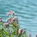 7 Ways Valerian Calms Nerves for Peaceful Living