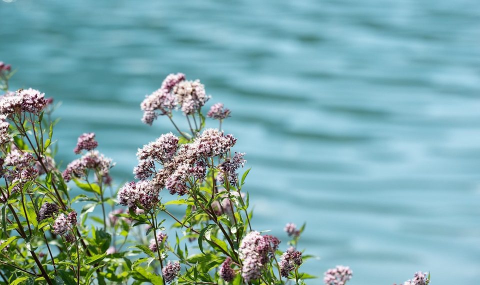 7 Ways Valerian Calms Nerves for Peaceful Living