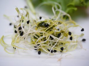 Alfalfa sprouts with seeds on a white background.