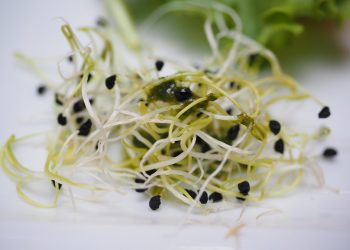 Alfalfa sprouts with seeds on a white background.