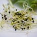 Alfalfa sprouts with seeds on a white background.