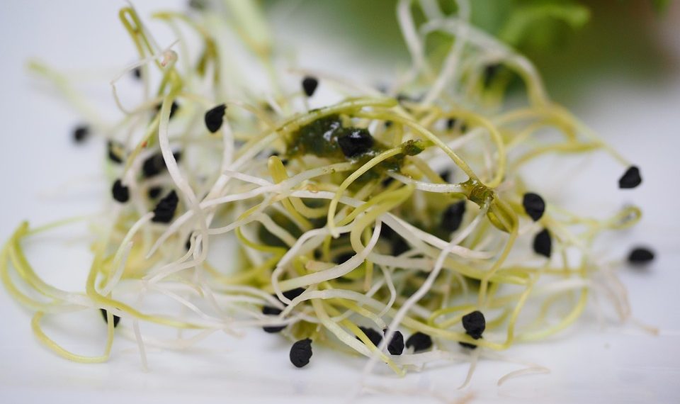 Alfalfa sprouts with seeds on a white background.