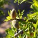 Unripe almonds growing on a tree branch with bright green leaves.