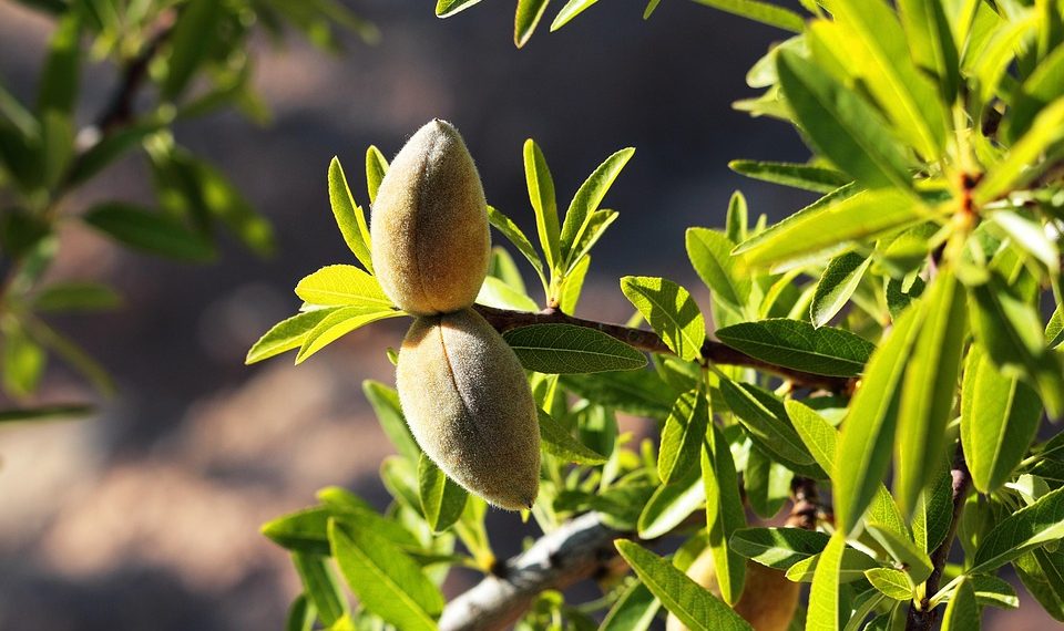 Unripe almonds growing on a tree branch with bright green leaves.