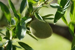 Unripe almond growing on a tree branch with green leaves.