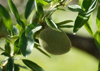Unripe almond growing on a tree branch with green leaves.