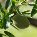 Unripe almond growing on a tree branch with green leaves.