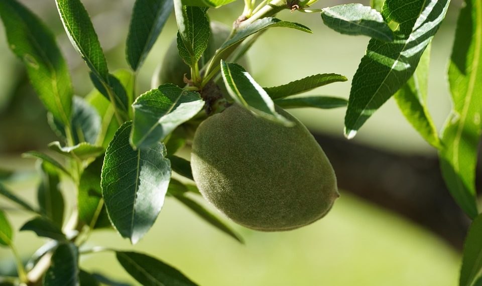 Unripe almond growing on a tree branch with green leaves.