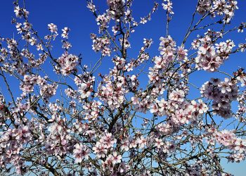 Cherry blossoms blooming on a tree against a clear blue sky.